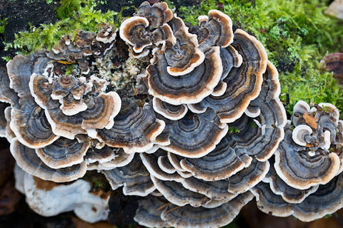 How to Safely Incorporate Turkey Tail Into Your Diet