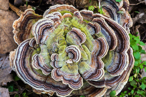 Making turkey tail your daily ally tips & tricks for a fungtastic journey