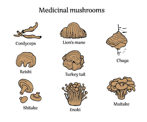 Unpacking the arsenal of medicinal mushrooms