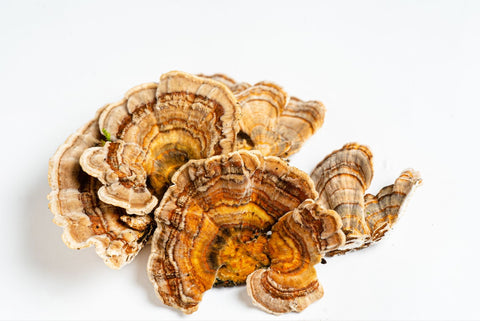 Where are turkey tail mushrooms typically found?
