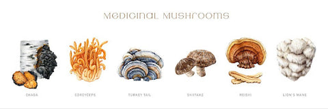 types of medicinal mushrooms