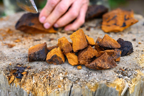 Chaga Mushrooms Preparation and Storage