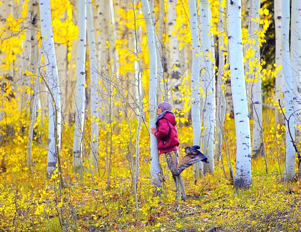 Woman standing in a group of Aspen trees with yellow leaves