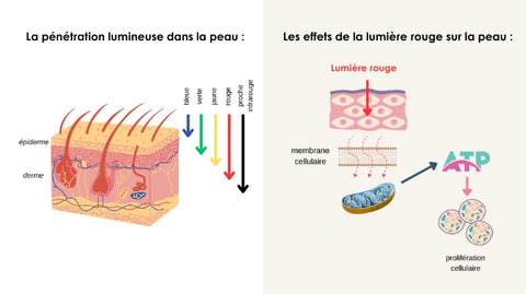 Penetration lumineuse peau et effets lumière rouge NOOANCE