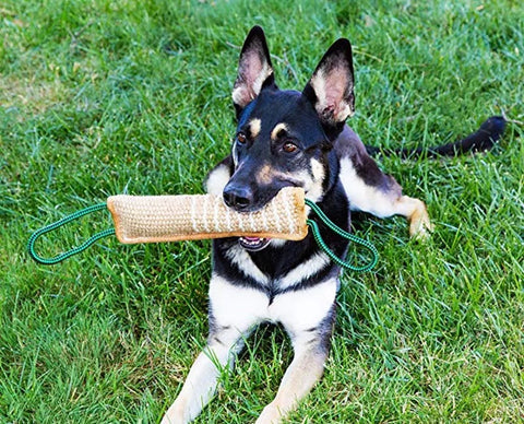 Kamprulle för hund