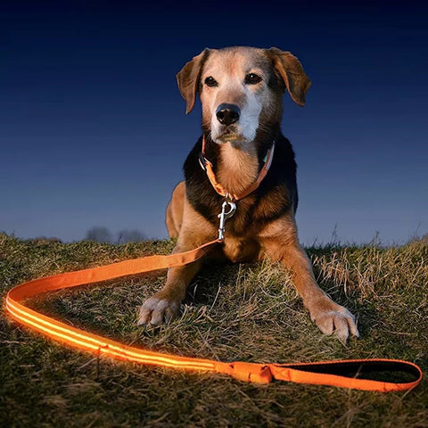 Hundkoppel och hundhalsband med LED ljus