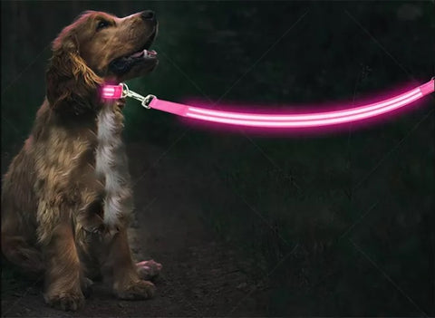 Hundkoppel och hundhalsband med LED ljus