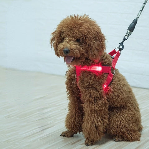 Harness with LED lights