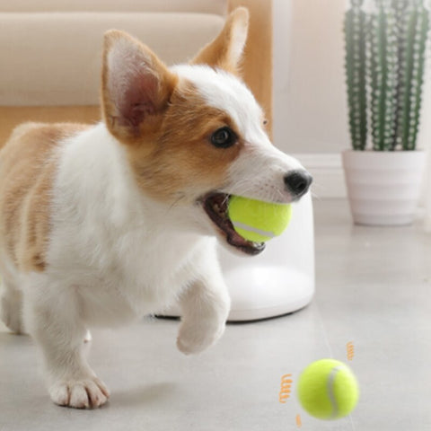 Small tennis balls for dogs