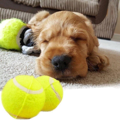 Små tennisbollar för hund