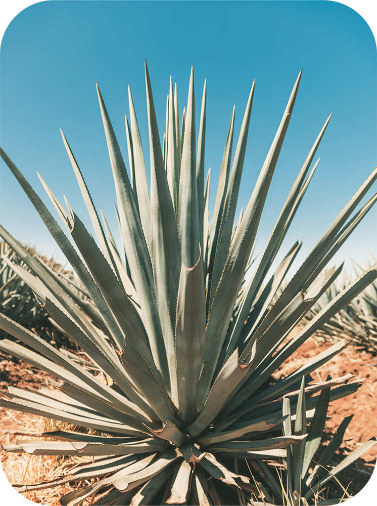 Large agave plant used to make real tequila