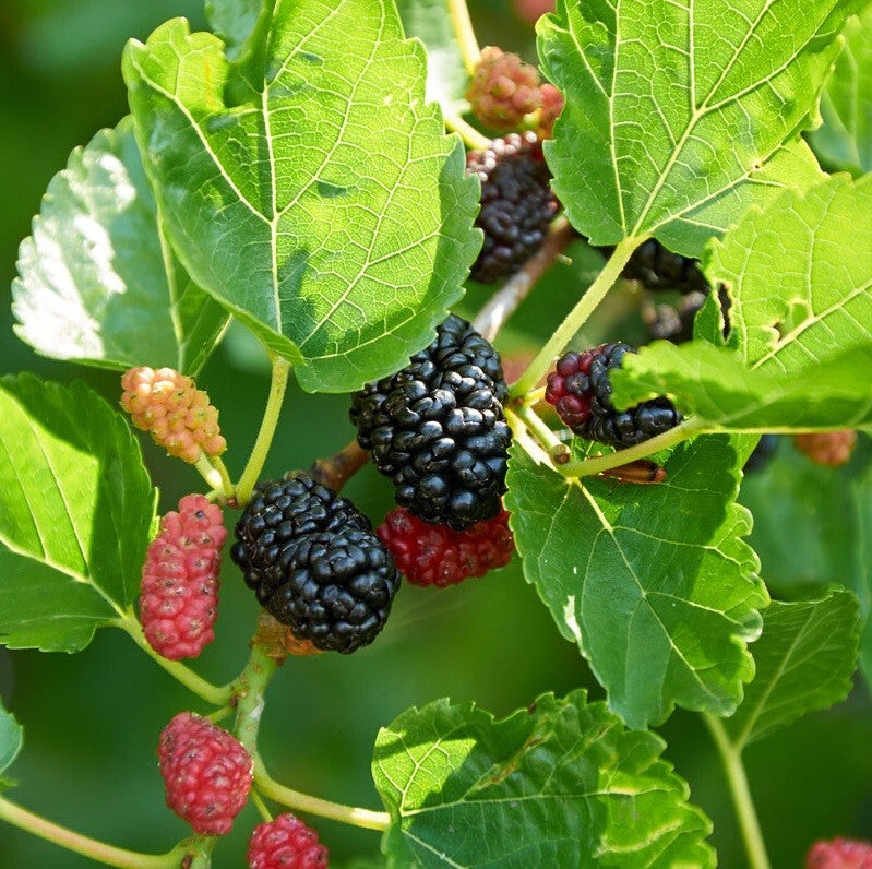 Dwarf Everbearing Mulberry Tree - EZ Growing Plants