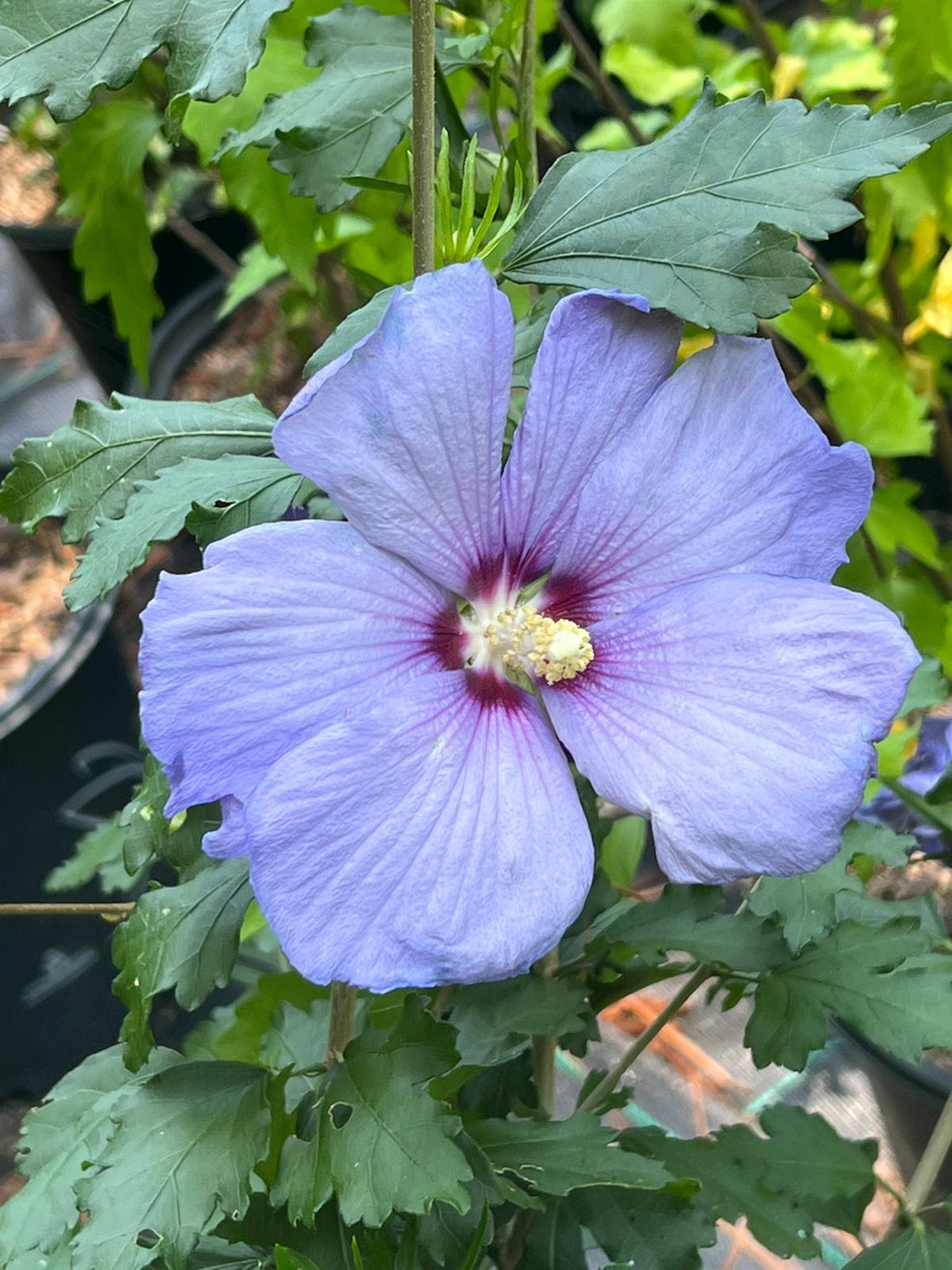 Azurri Blue Satin® Rose of Sharon - PlantingTree