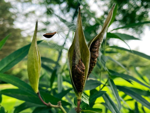 milkweed-seed-pods