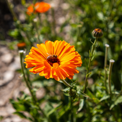 Le Calendula ou Souci : pour la peau des enfants - Herbier de plantes –  Ladrôme Laboratoire