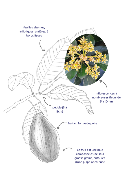 Avocatier planche botanique - Ladrôme laboratoire
