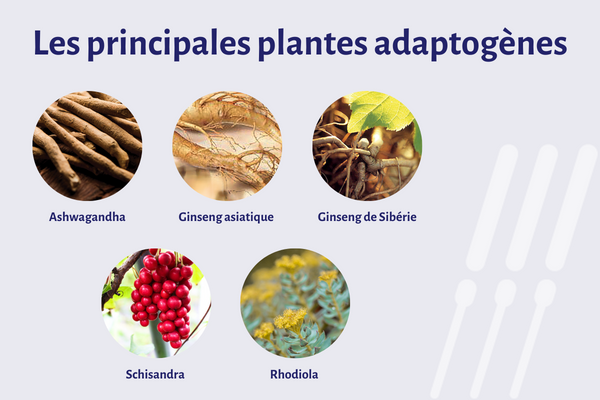 principales plantes adaptogènes