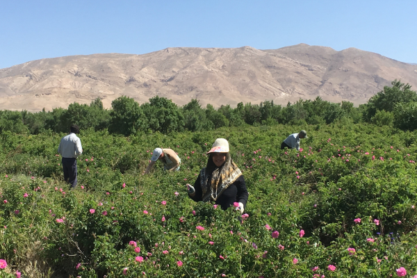 producteurs rose de damas bio et équitable