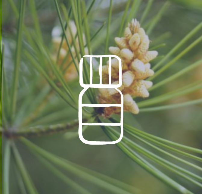 huile essentielle pin sylvestre