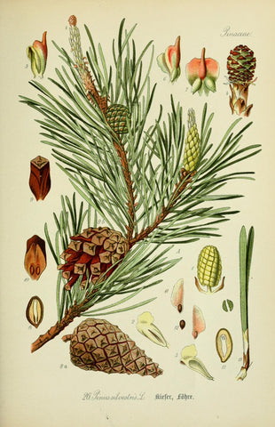 planche botanique pin sylvestre