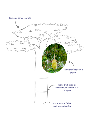 Baobab, l'arbre du pharmacien : Bienfaits, en Poudre ou en Jus, Posologie