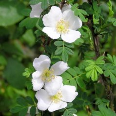 rosa omeiensis pteracantha