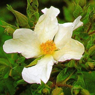 Rosa Repens Alba