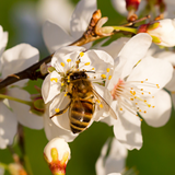 Bee on an almond plant