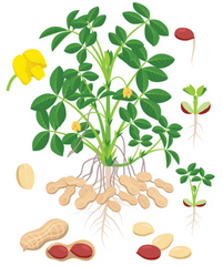 Peanut plant diagram