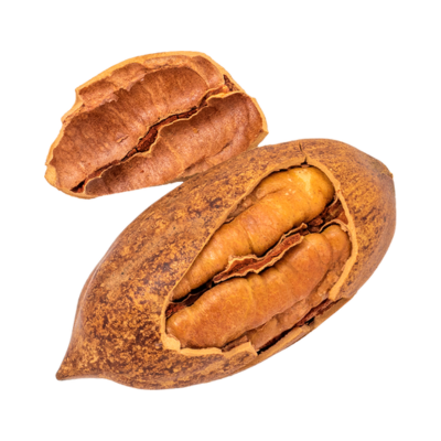 Pecan inside outer shell