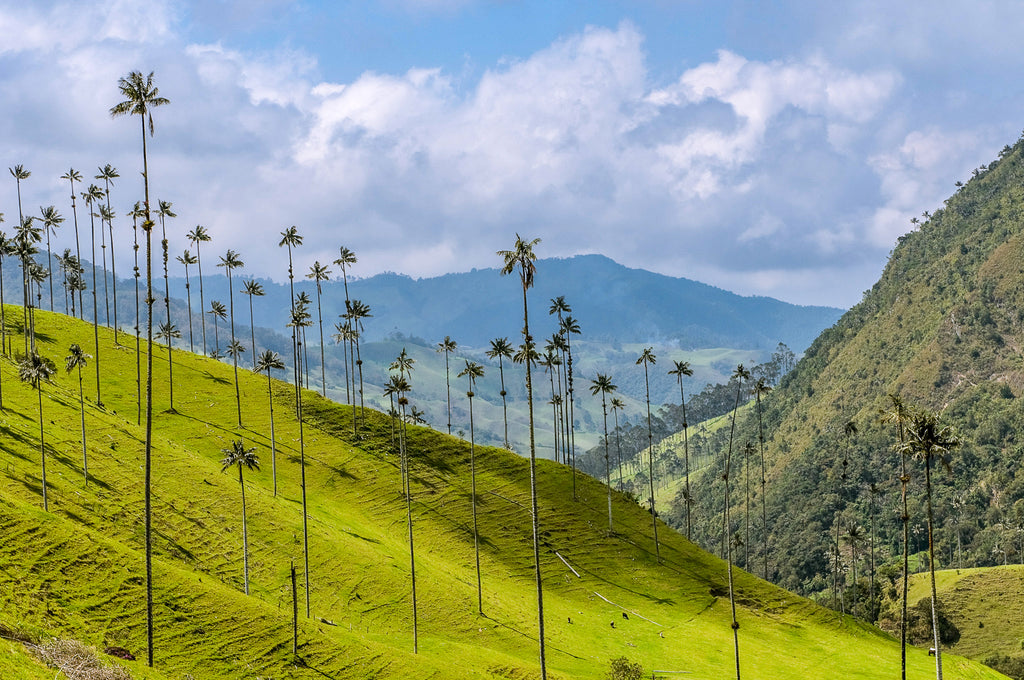 Colombian Coffee - Caldas District