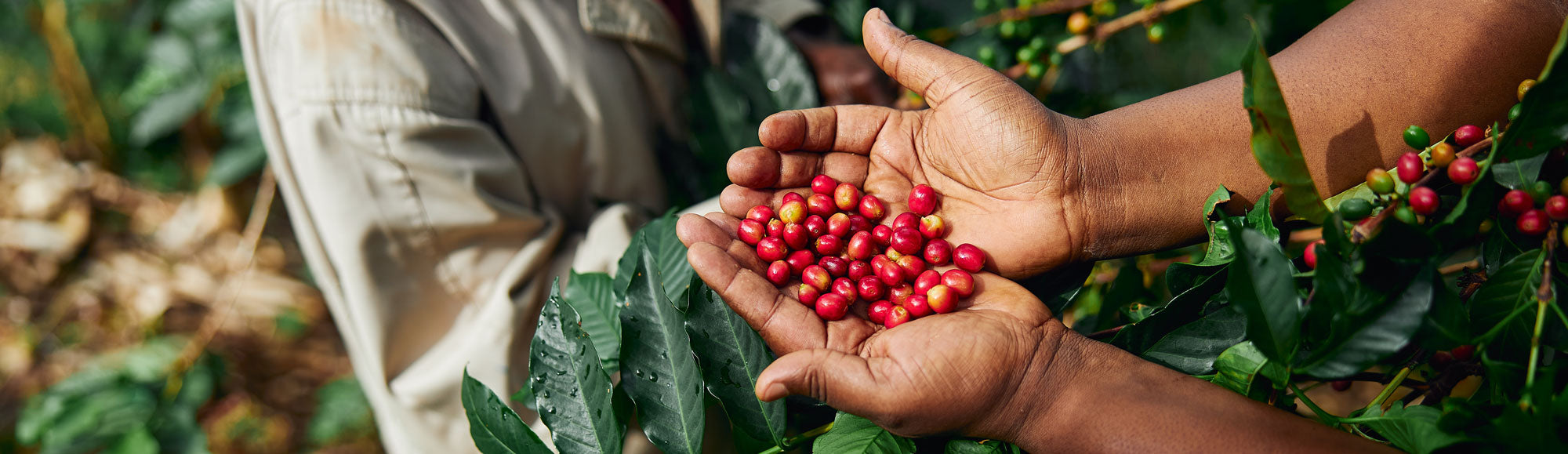 coffee farmer