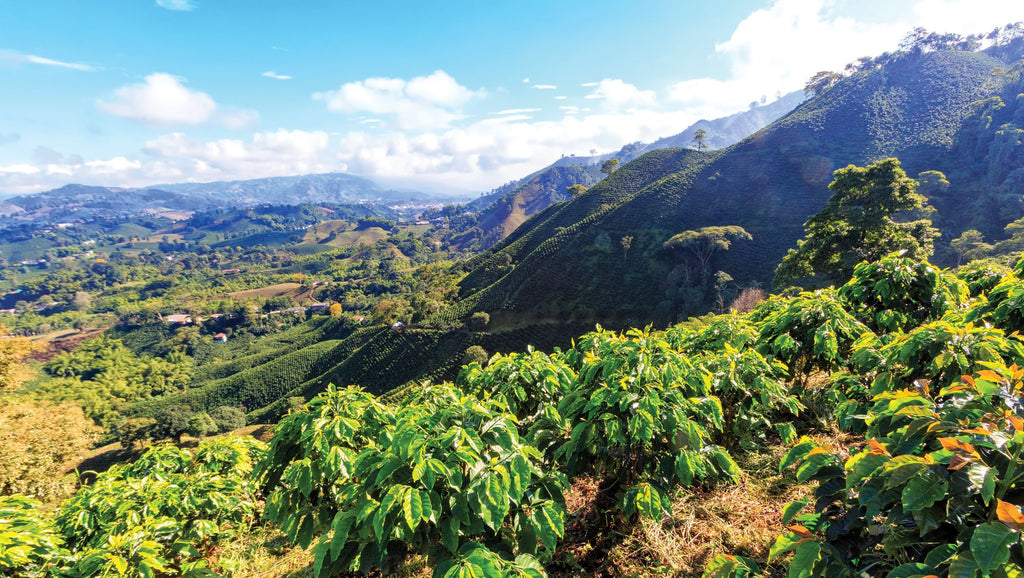 Peruvian Coffee