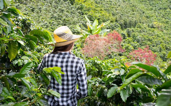 Peruvian coffee fields