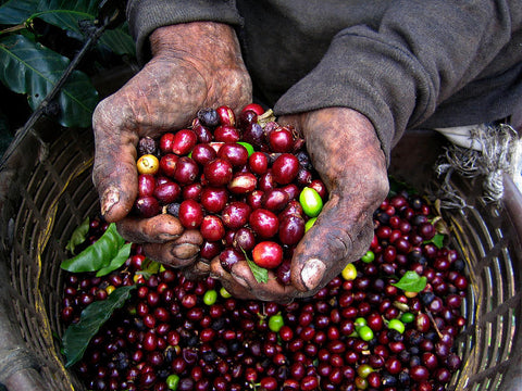 Nicaraguan coffee cherries