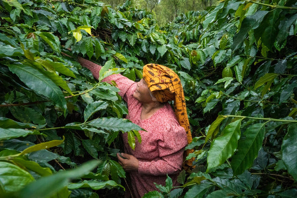 Sumatran Coffee - Takengon District