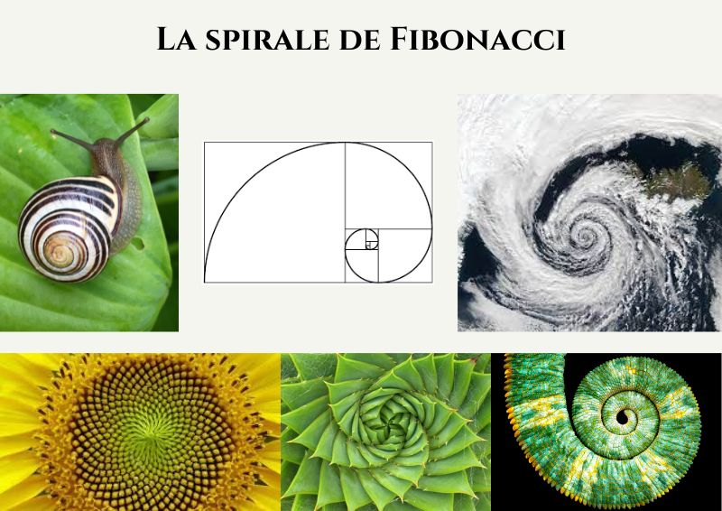 De la biophilie à la mosaïque - la spirale de fibonacci