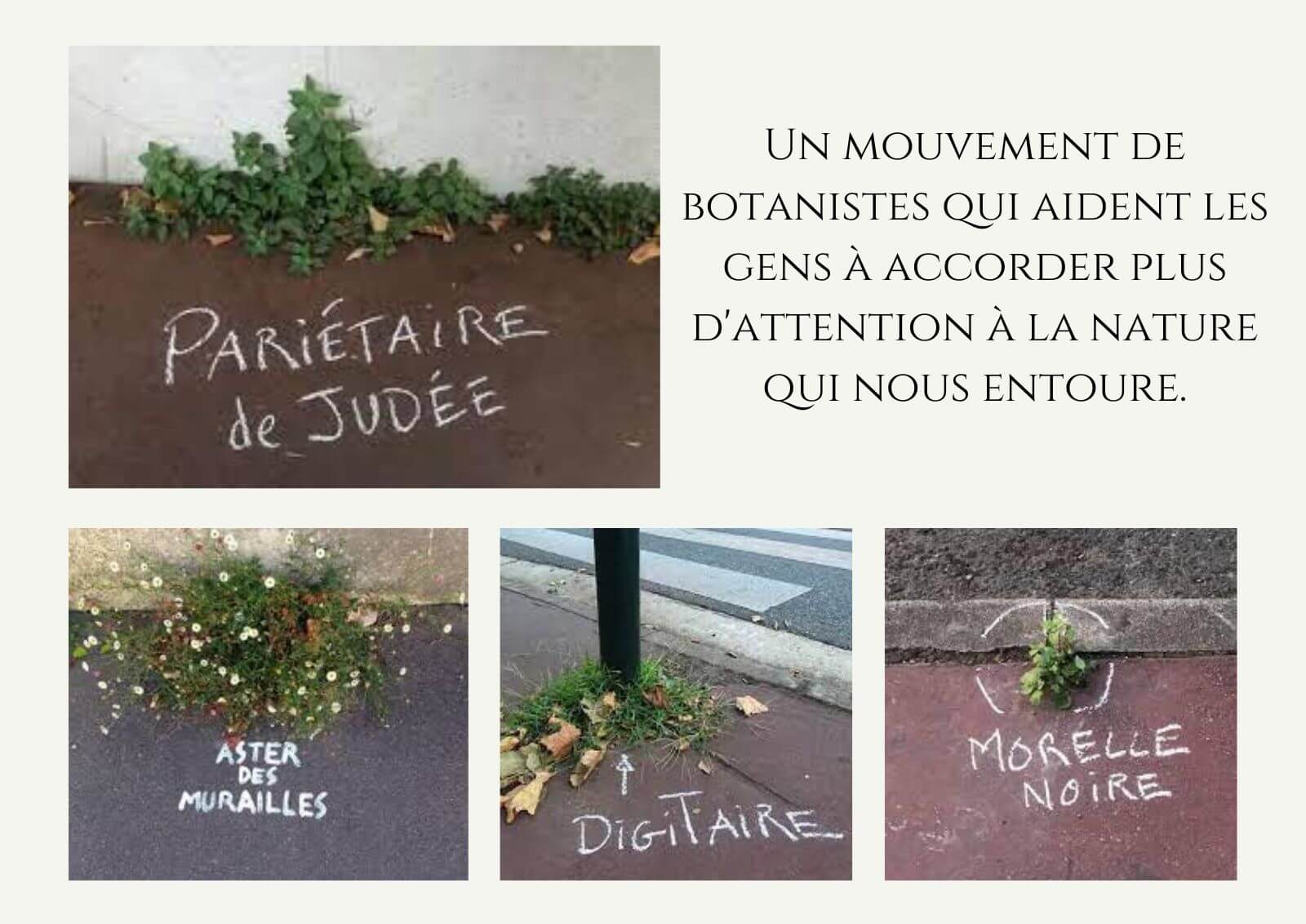 De la biophilie à la mosaïque - Des botanistes écrivent le nom des plantes qui poussent sur nos trottoirs