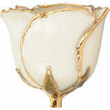 Lacquered June Pearl Coloured Rose with 24K Gold Trim