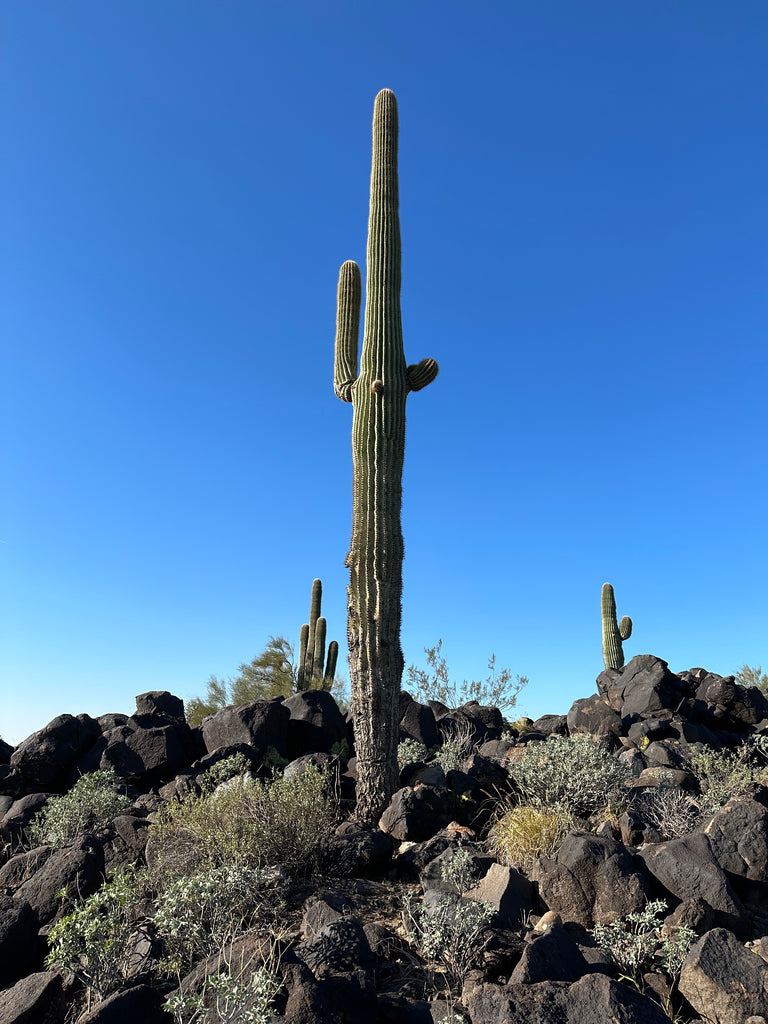 Arizona Cactus