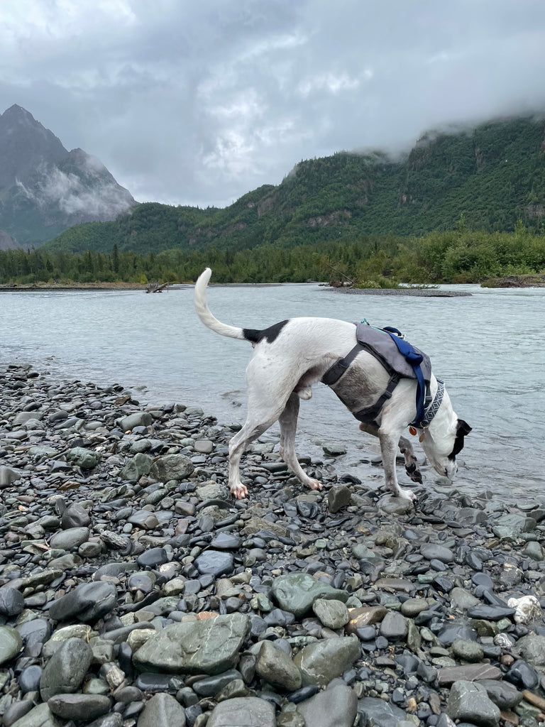 White dog with black spots standing on river bed drinking from the river