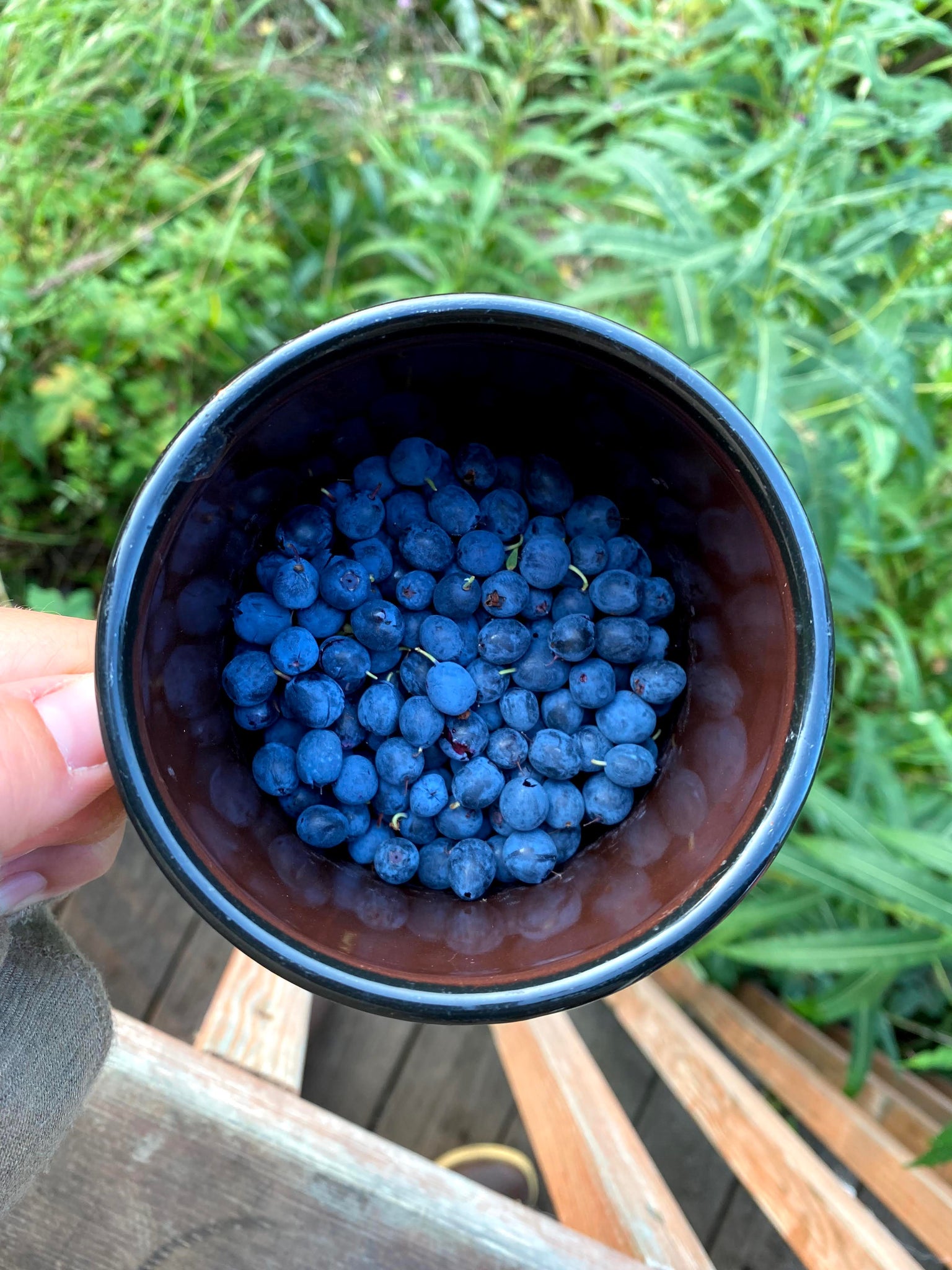 A mix of Blueberries and Honeyberries (Haskap).