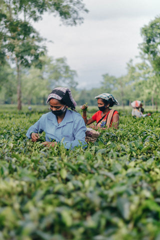 Two women are chest deep in rows of evergreen bushes. These bushes are the tea plant (Camellia sinensis) and the two women are harvesting the leaves via the plucking method ready for processing. One women is wearing a basket on a strap over her shoulder in which the picked leaves are being placed.