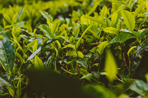 The tea plant (Camellia sinensis) is pictured up close to show in detail what the leaf looks like and the top two leaves and the bud which are commonly harvested. 