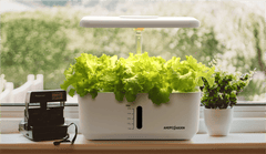 Lettuce growing from Ahope Smart Garden