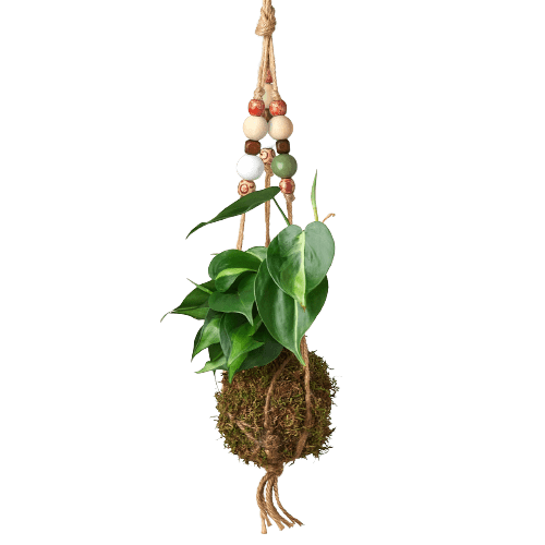 Planta colgante con bolas de musgo Kokedama de cuentas