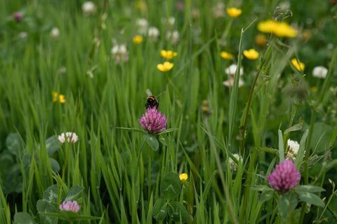 Rhug Estate Organic Farm Field with Flowers and Bees 