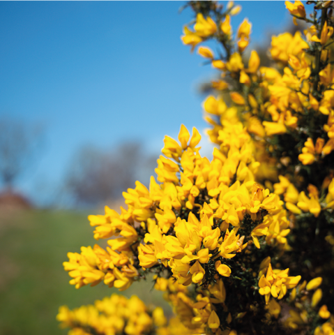 Yellow Gorse at Rhug Estate