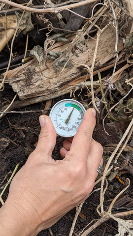 Thermometer in a pile of hot compost in florida vegetable garden