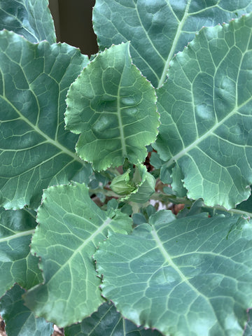 Collard greens in Florida